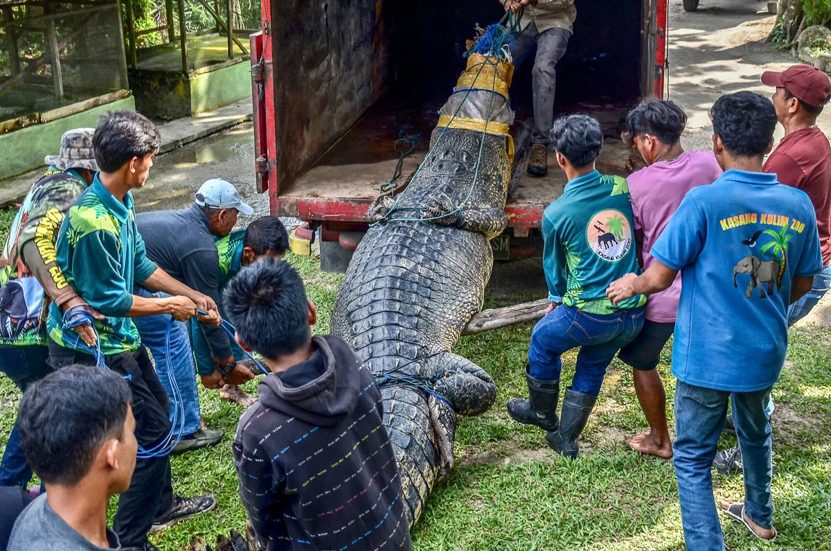 Estuarine crocodile being moved into a van by a group of men