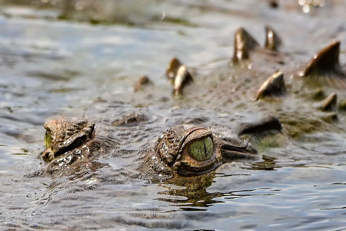 An American crocodile hunting in the water