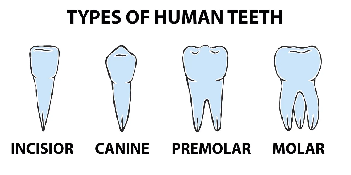 Type of human teeth infographic