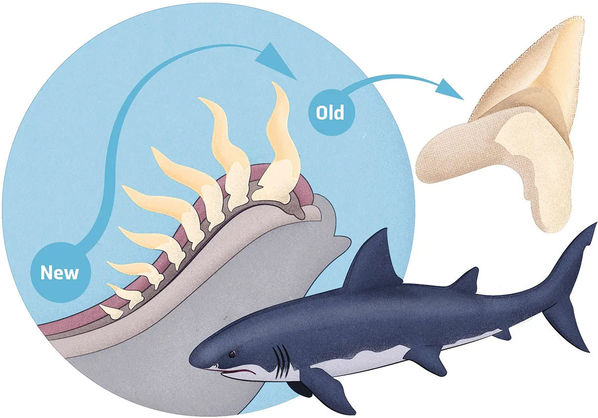 How do shark teeth work? © Getty Images