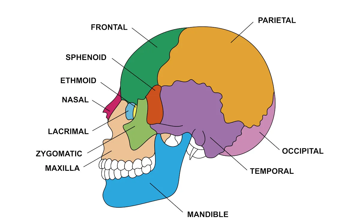 Bones of the skull