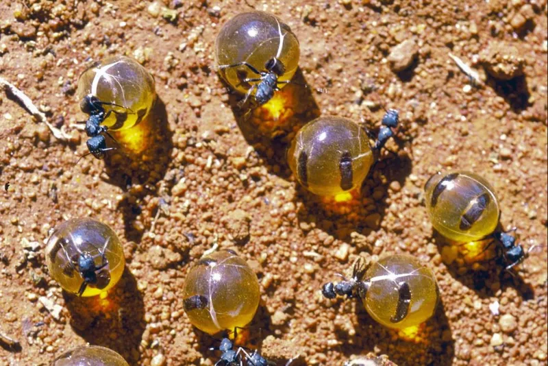 Австралийские приманочные муравьи на земле с большими полупрозрачными янтарными брюшками.  В этом году ученые документально подтвердили их лечебную ценность.