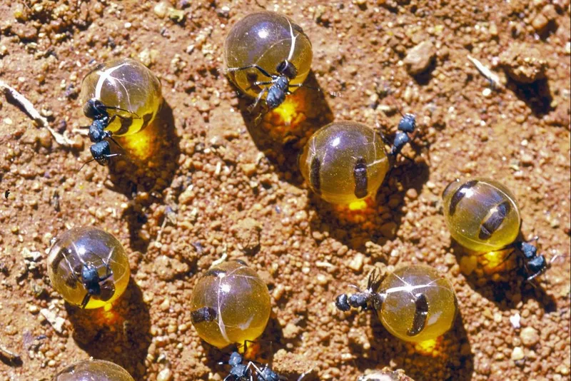Australian honeypot ants on ground with large translucent amber abdomens. Scientists documented their medicinal value this year.