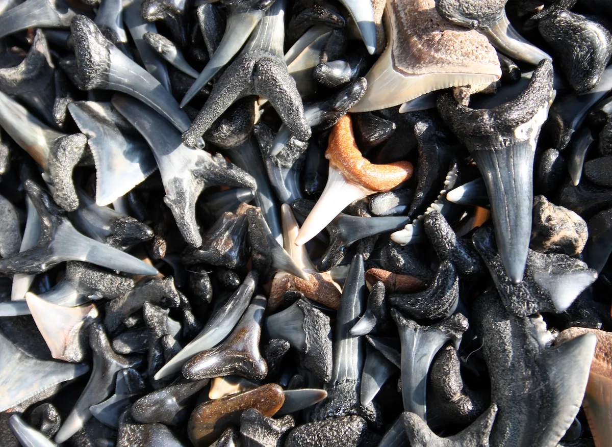 Shark teeth are common in the fossil record. Image by Getty images