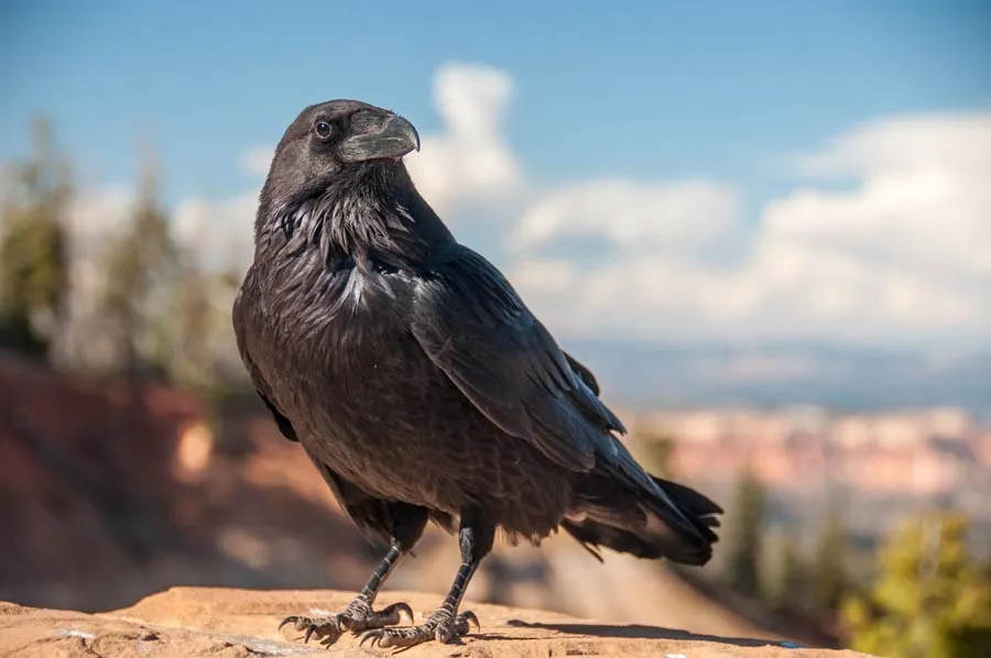 Raven on a rock