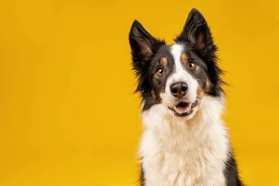 Dog in front of yellow background