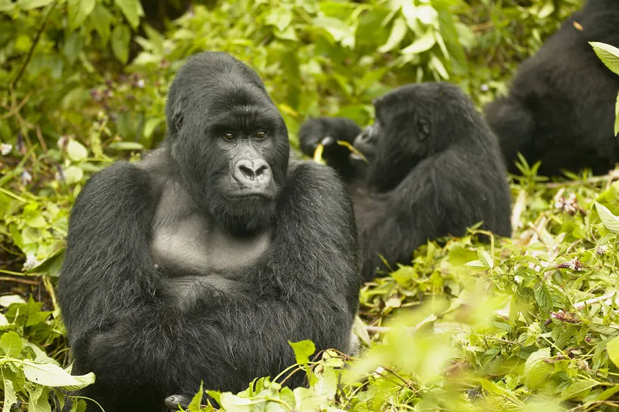 Mountain Gorillas in Rainforest
