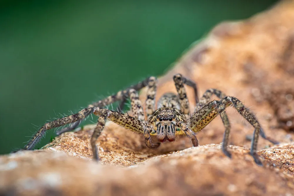 A Huntsman spider