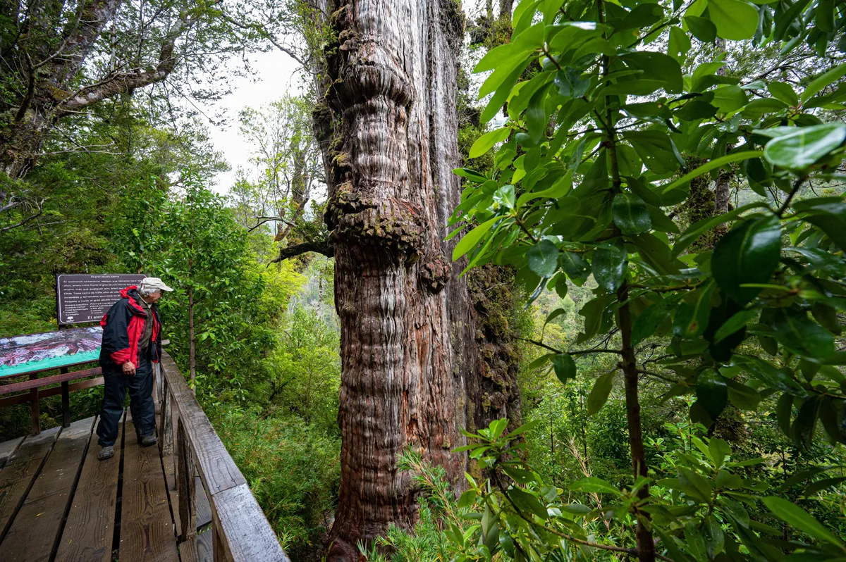 The Alerce Milenario tree at the Alerce Costero National Park in Valdivia, Chile, taken on April 10, 2023. Photo credit: by Martin Bernetti / AFP via Getty Images