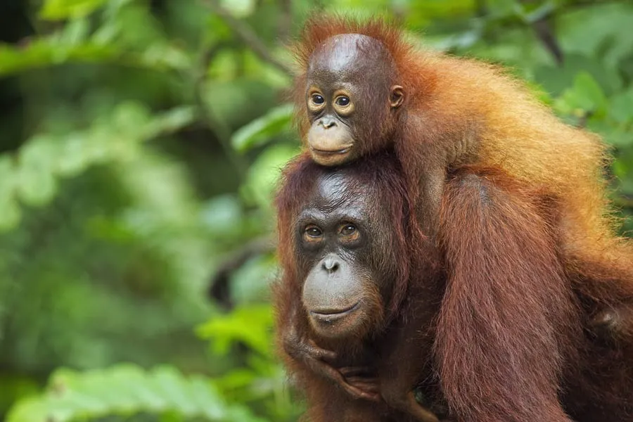 Orangutan carrying child