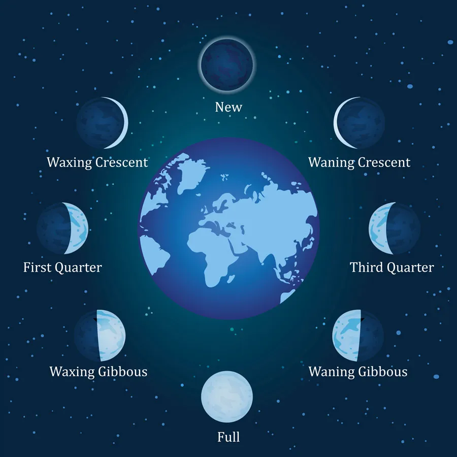 Phases in the moon cycle