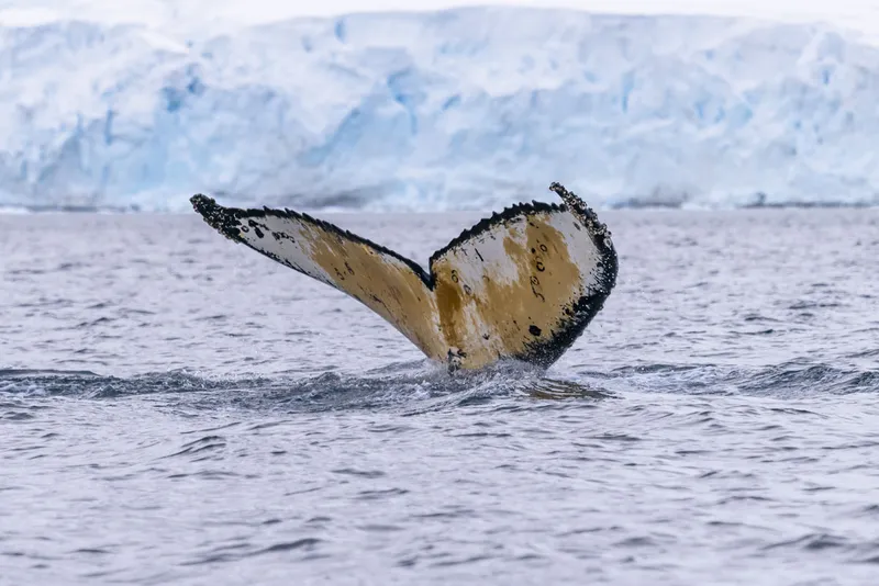 A humpback whale fin