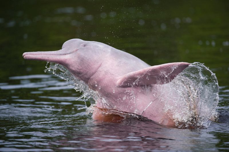 A photograph of a pink river dolphin jumping above the water