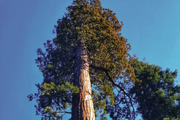 The world’s tallest tree is ridiculously large – but far from its ...