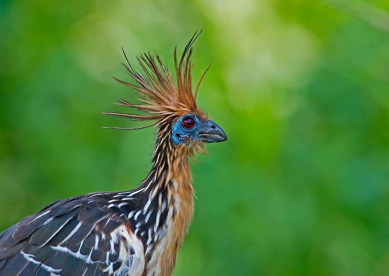 Weird animals: A photograph of a weird bird, the Amazonian Hoatzin