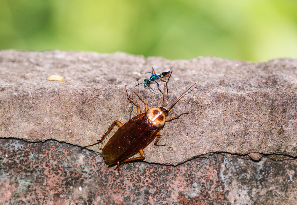 Weird animals: A photograph of a jewel wasp about to attack a cockroach