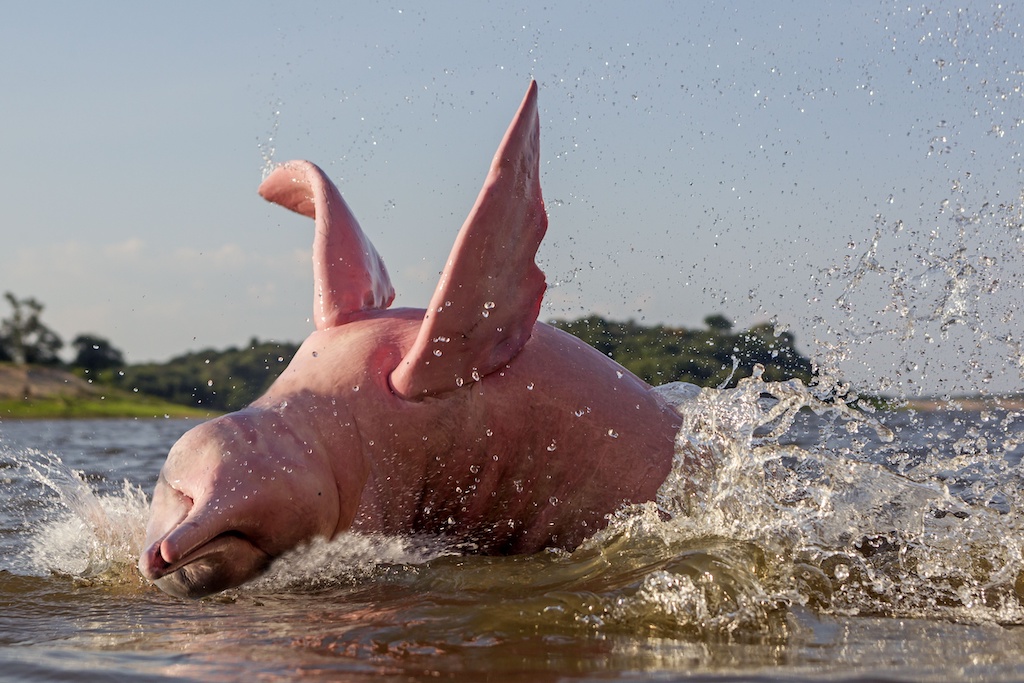 Weird animals: A photograph of an Amazon pink river dolphin splashing around.