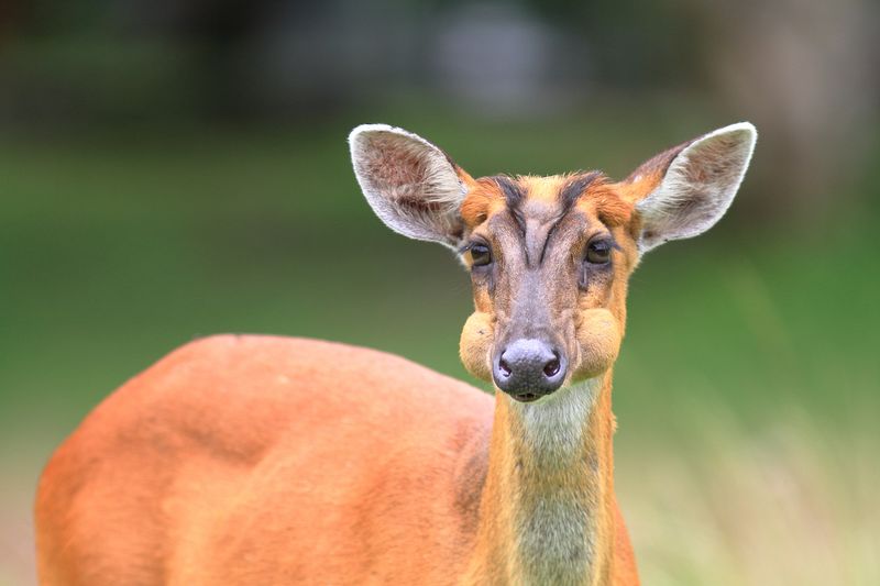Weird animals: A photograph of a weird animal, the red muntjac deer