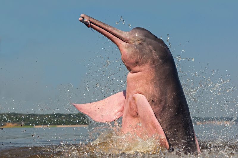 A photograph of a pink river dolphin with a fish in it's mouth