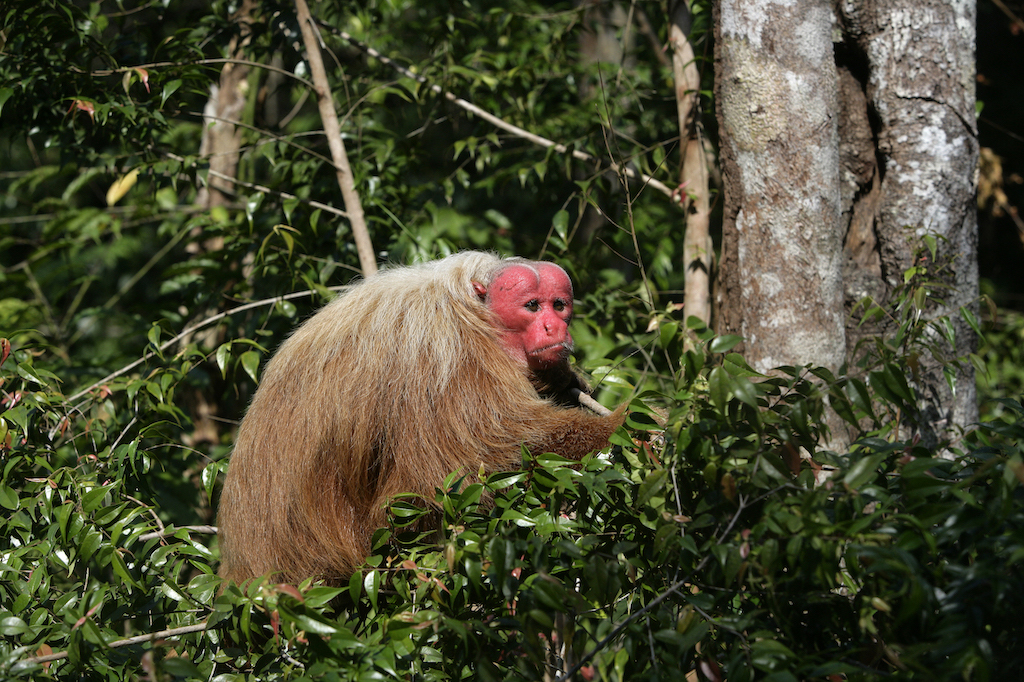 A photograph of one of the world's weirdest animals: the uakari monkey