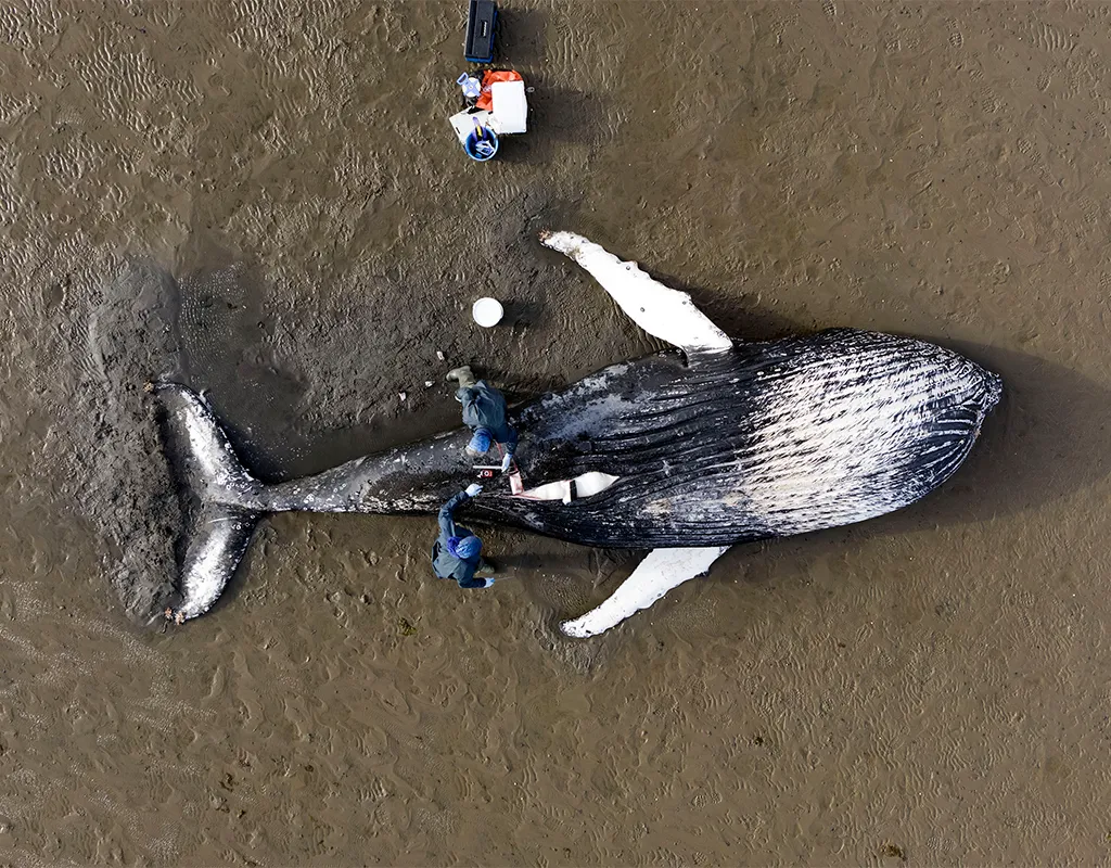An image of a necropsy of a stranded humpback whale