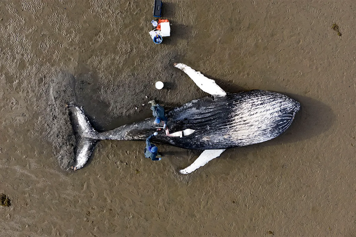 An image of a necropsy of a stranded humpback whale