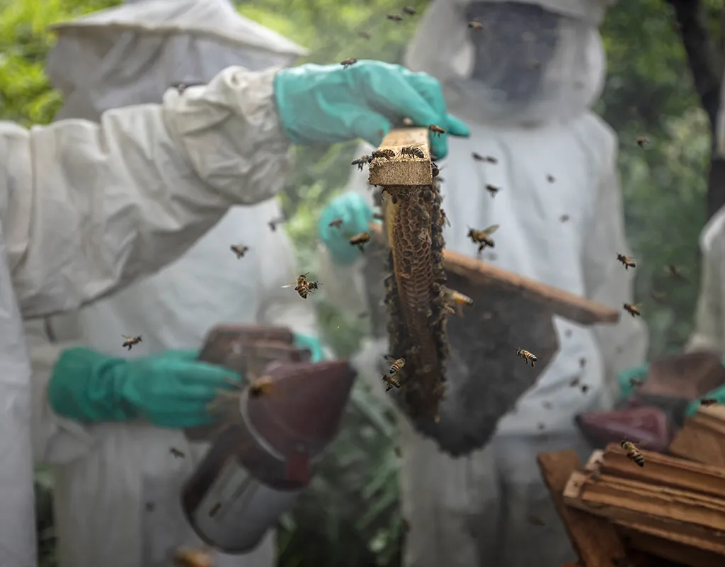 An image of sustainable beekeeping for chimpanzees
