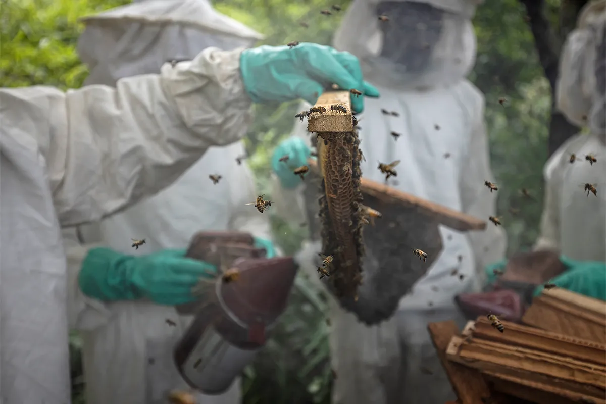 An image of sustainable beekeeping for chimpanzees