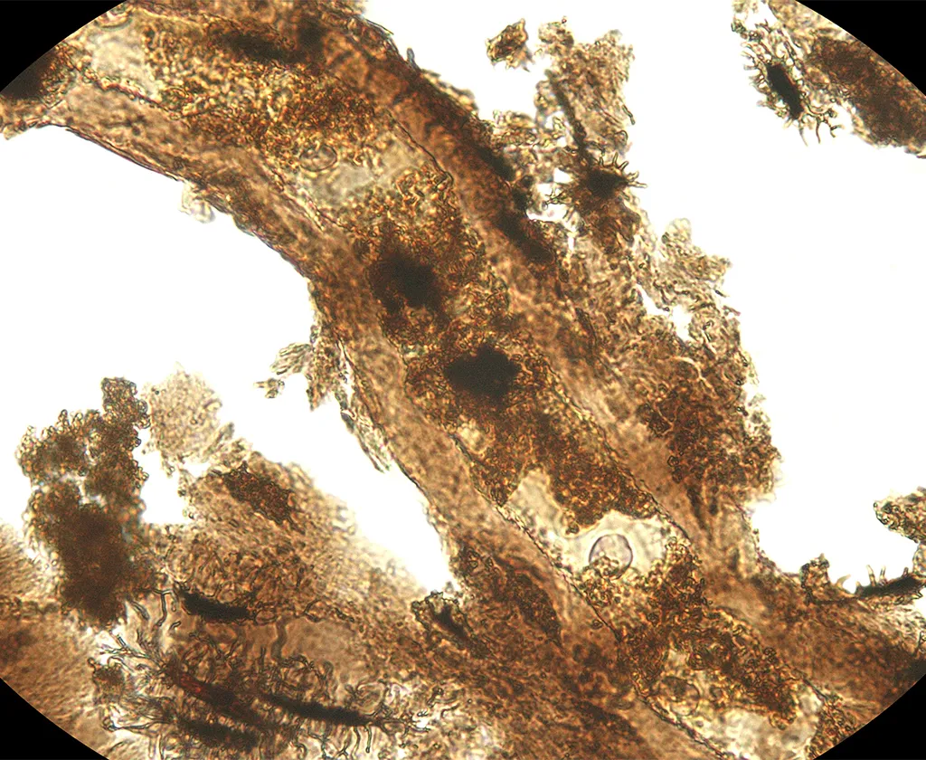 A microscopic image reveals an extracted diplodocid dinosaur blood vessel