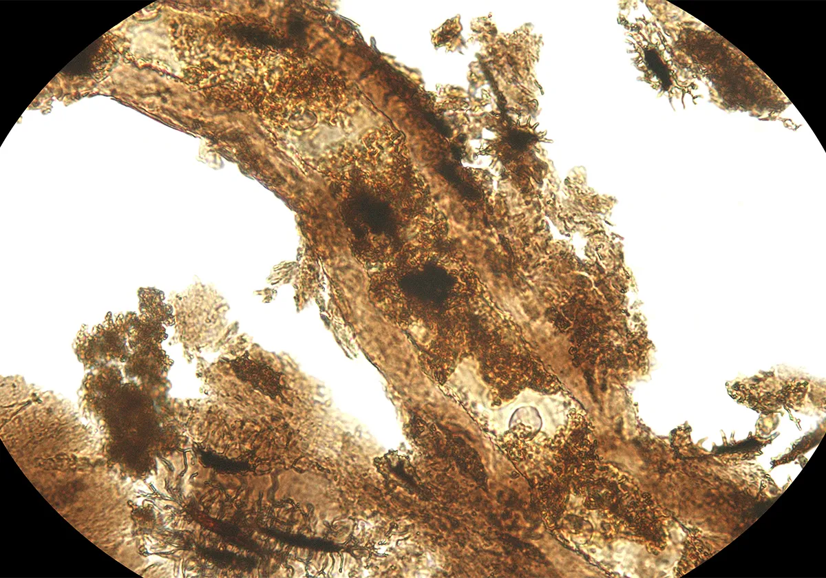 A microscopic image reveals an extracted diplodocid dinosaur blood vessel