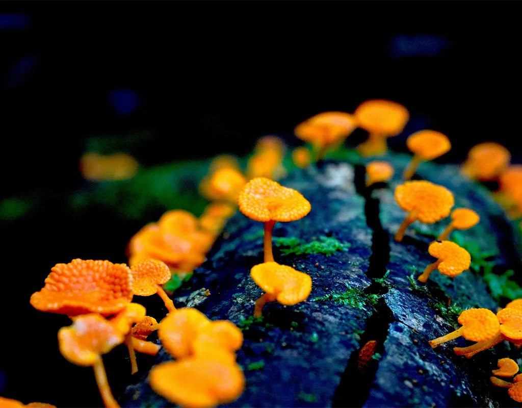 Winning image of an invasive orange pore fungus
