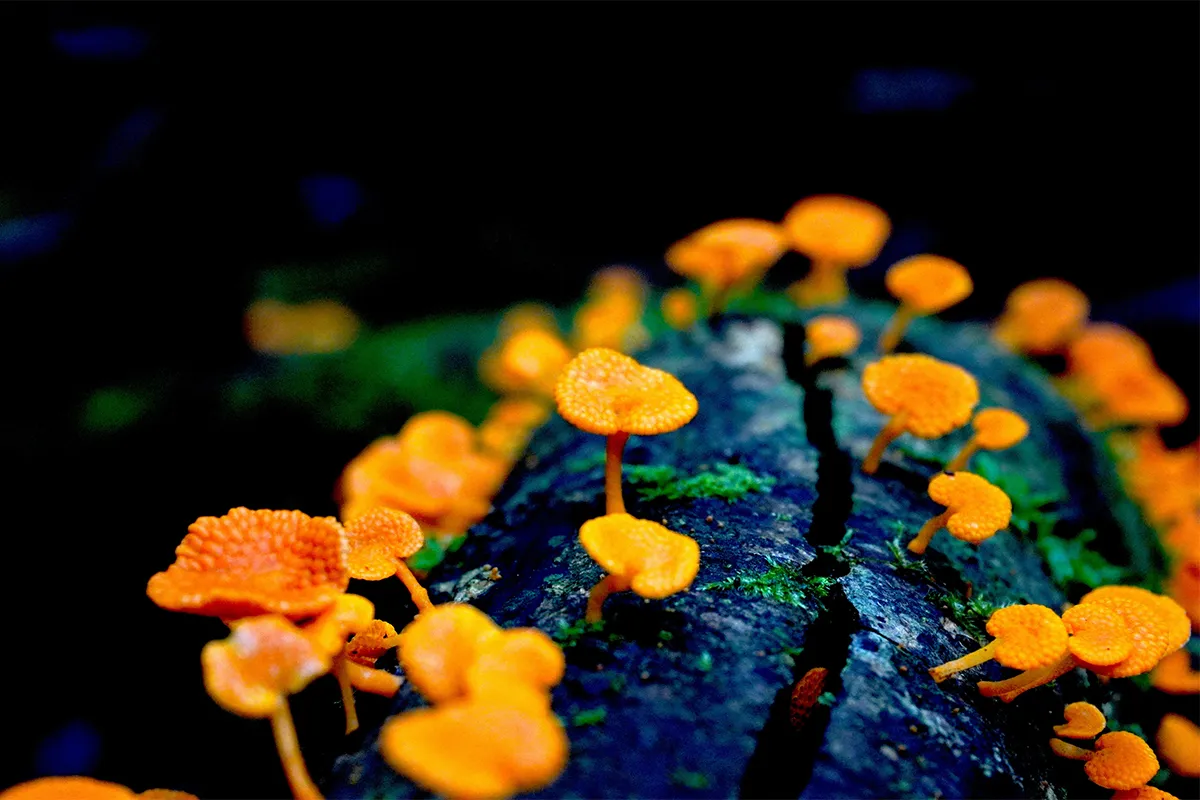 Winning image of an invasive orange pore fungus