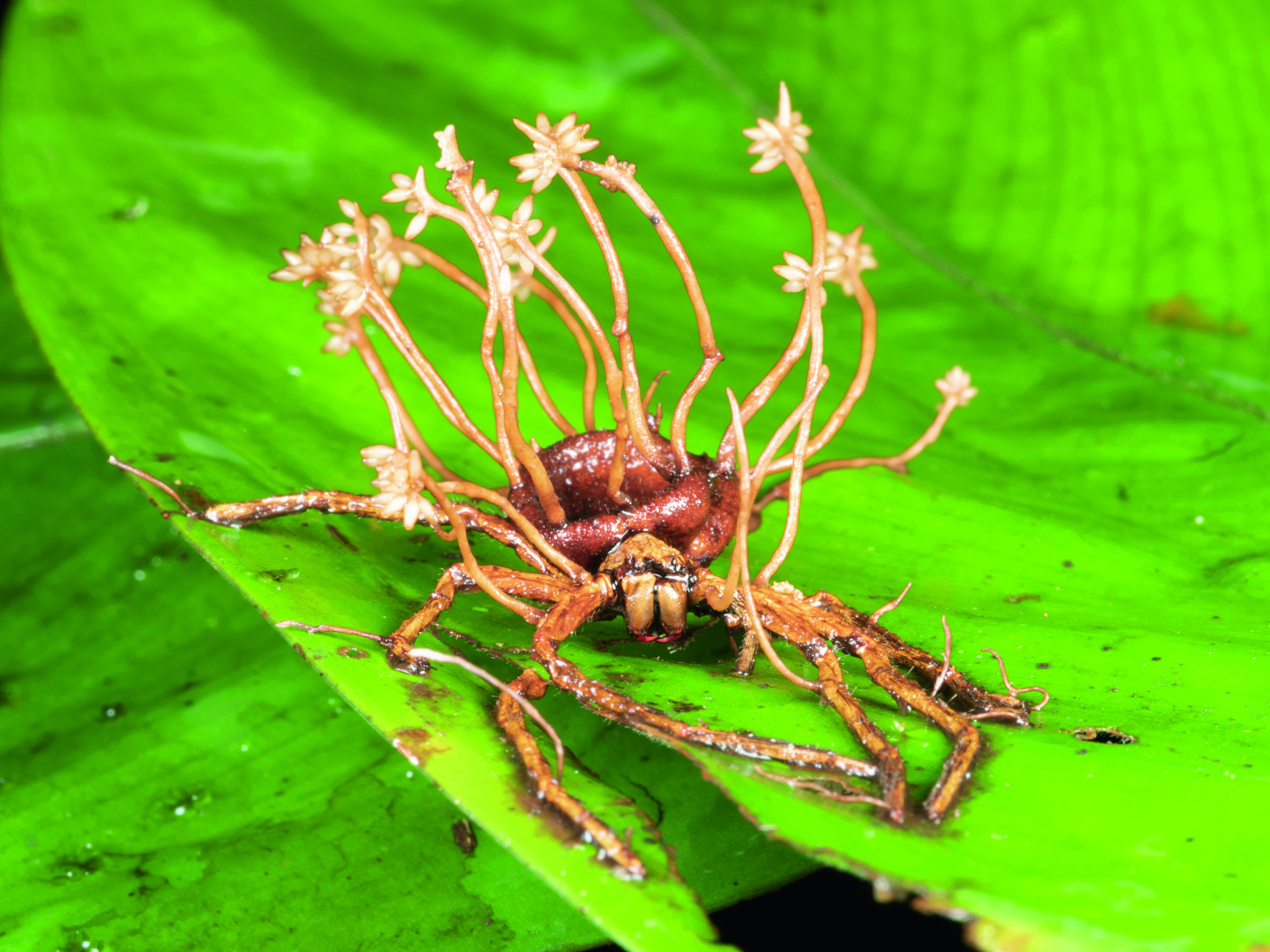 Zombi Insects Zombie Tarantula Fungus