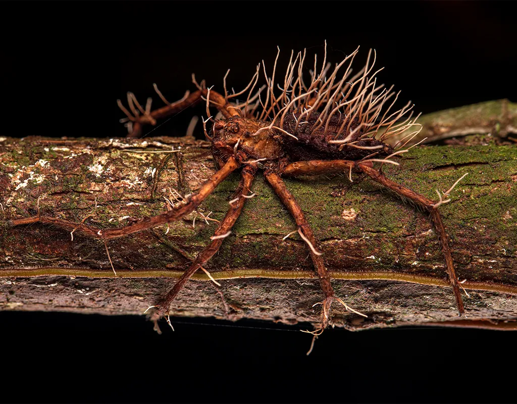 An image of a spider defeated by parasitic fungus