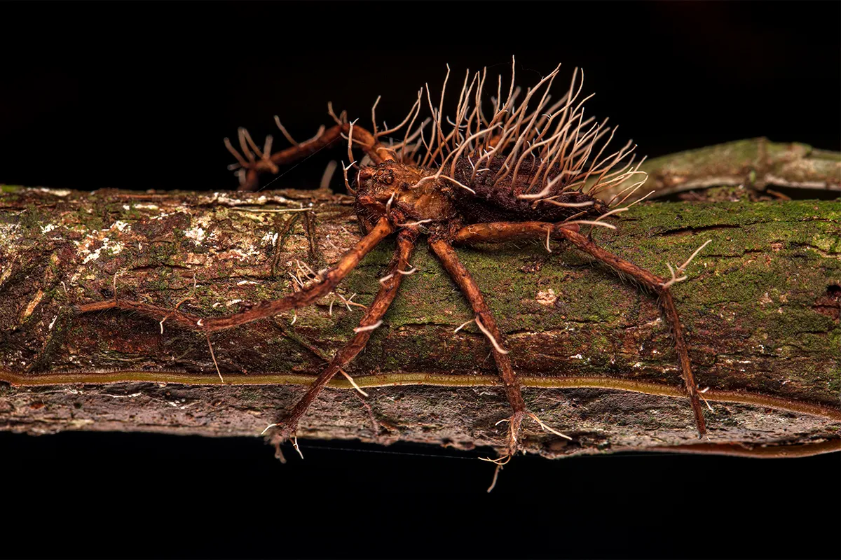 An image of a spider defeated by parasitic fungus