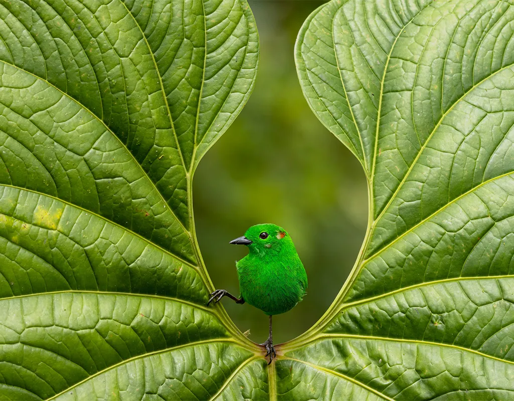 bright green bird sitting on green leaf