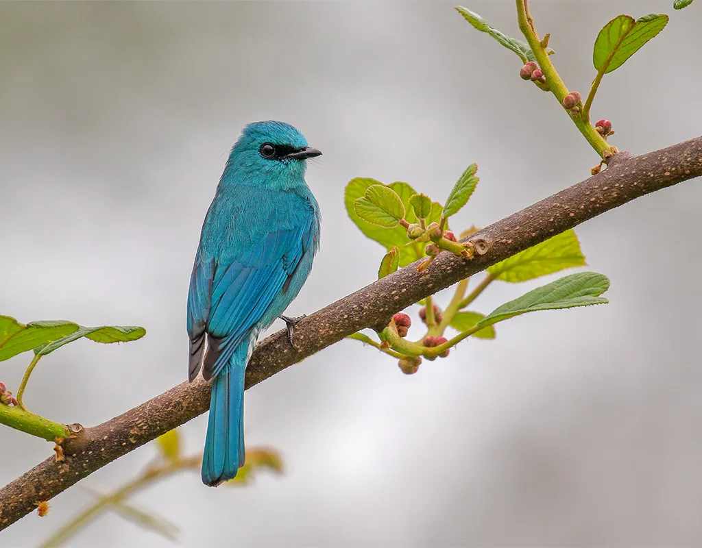 turquoise bird sat on a branch