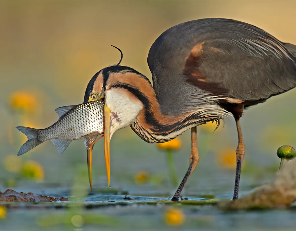 Large bird with fish in it's mouth