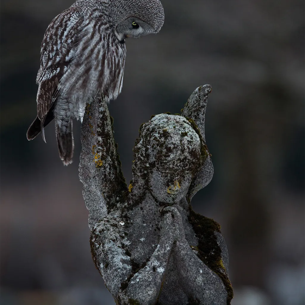 Owl sat on stone angel at graveyard