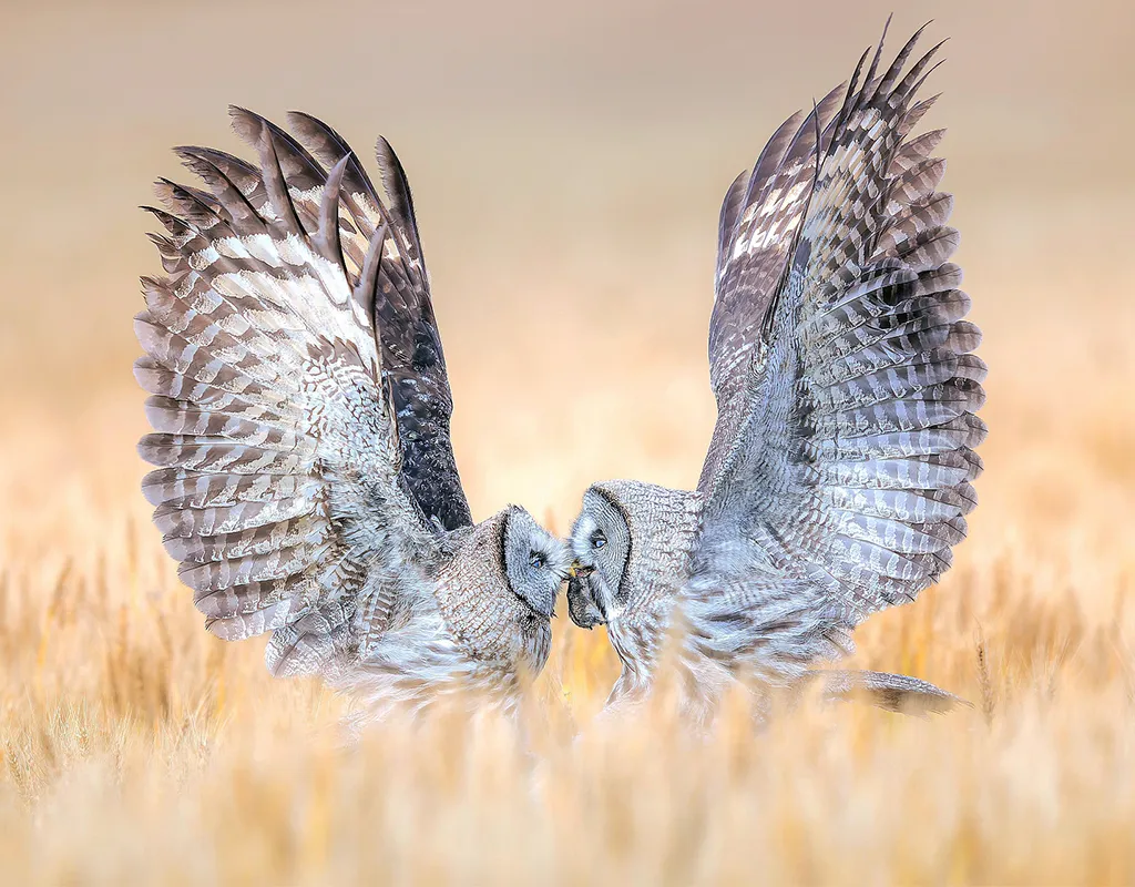 Two silver owls mirror each other and seem to kiss