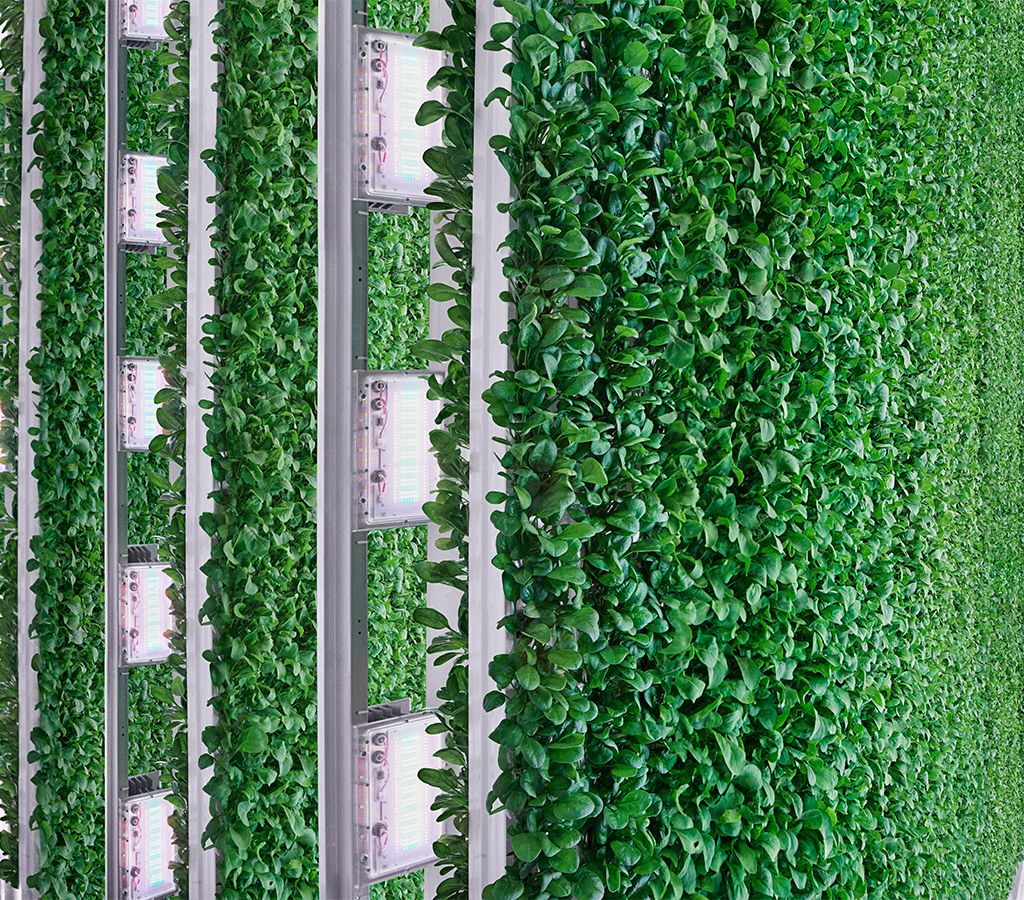 Spinach plants growing on a wall