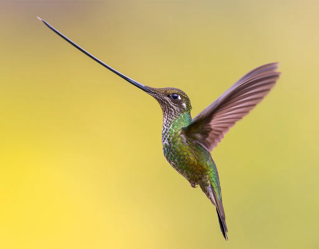 A beautiful hummingbird in flight