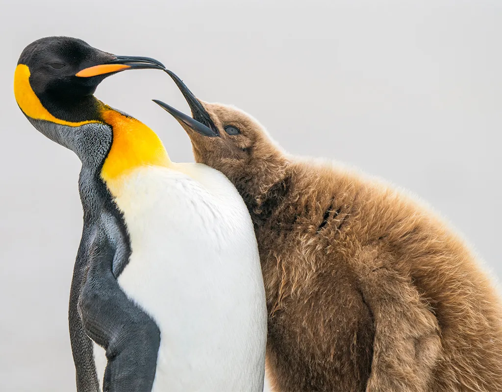 penguin chick trying to touch adult's beak