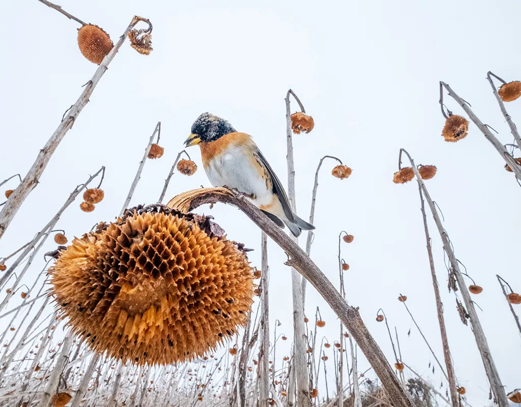 Bird sits on stalk of sunflower