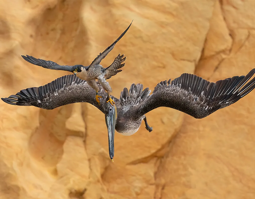 Falcon attacking a pelican in flight