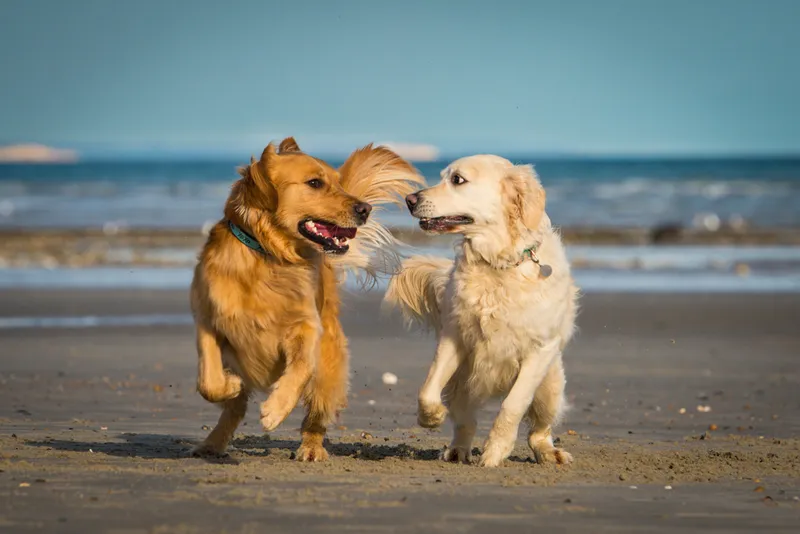 Two dogs playing on a beach