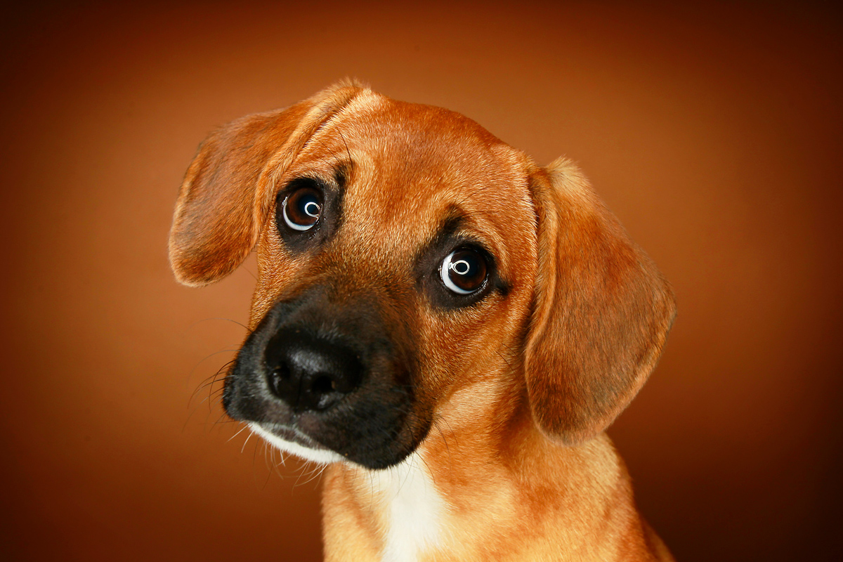 The (adorable) science of how dogs use ‘puppy eyes’ to influence humans