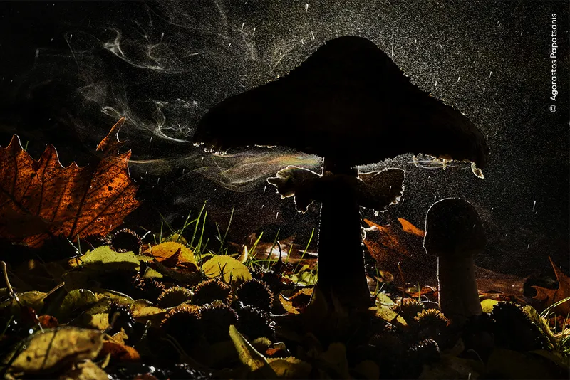 Mushroom releasing spores at night