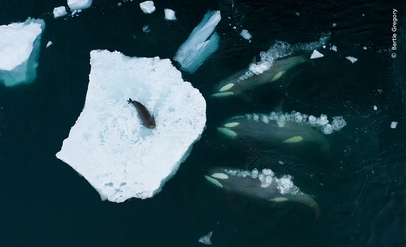 Orcas surround ice with seal on