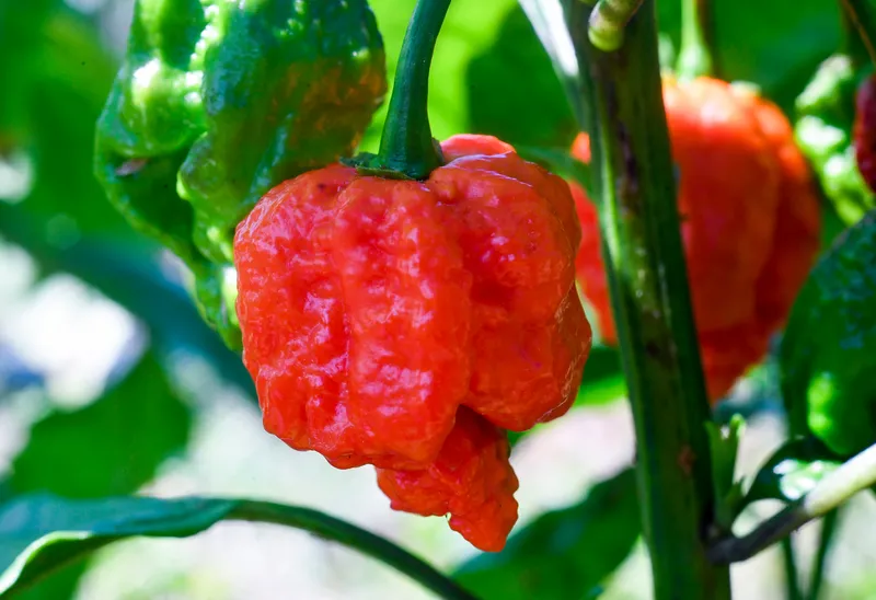 Red carolina reapers, the hottest chilli pepper in the world